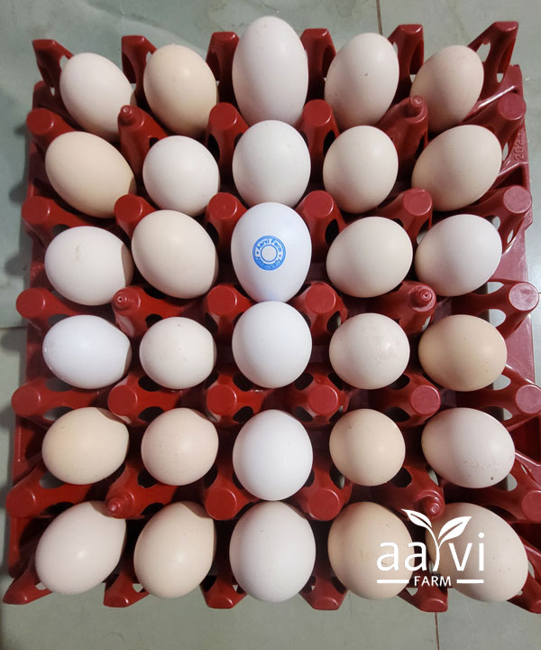 Aarvi Farm's Free Range Eggs