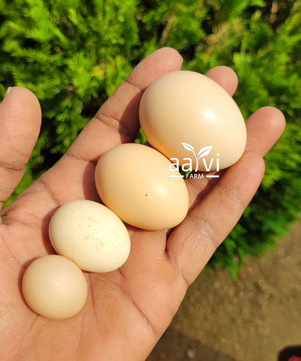 Aarvi Farm's Village Natukodi Gudlu