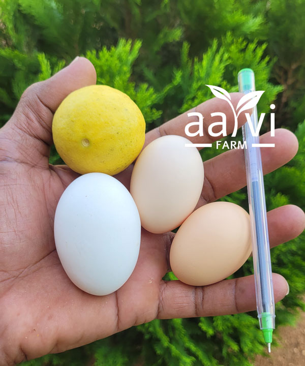 Aarvi Farm's Country Eggs