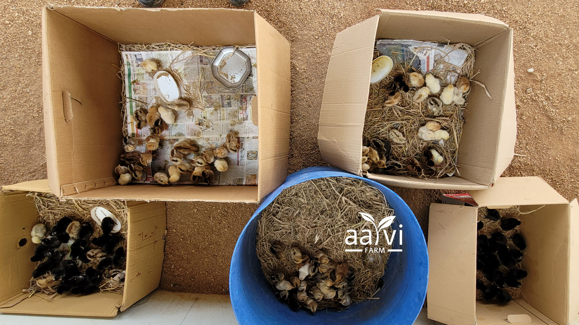 Aarvi Farm's Natukodi Pillalu