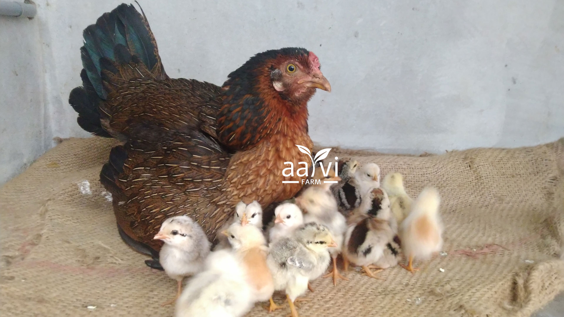 Aarvi Farm's Natukodi Chicks with Mother