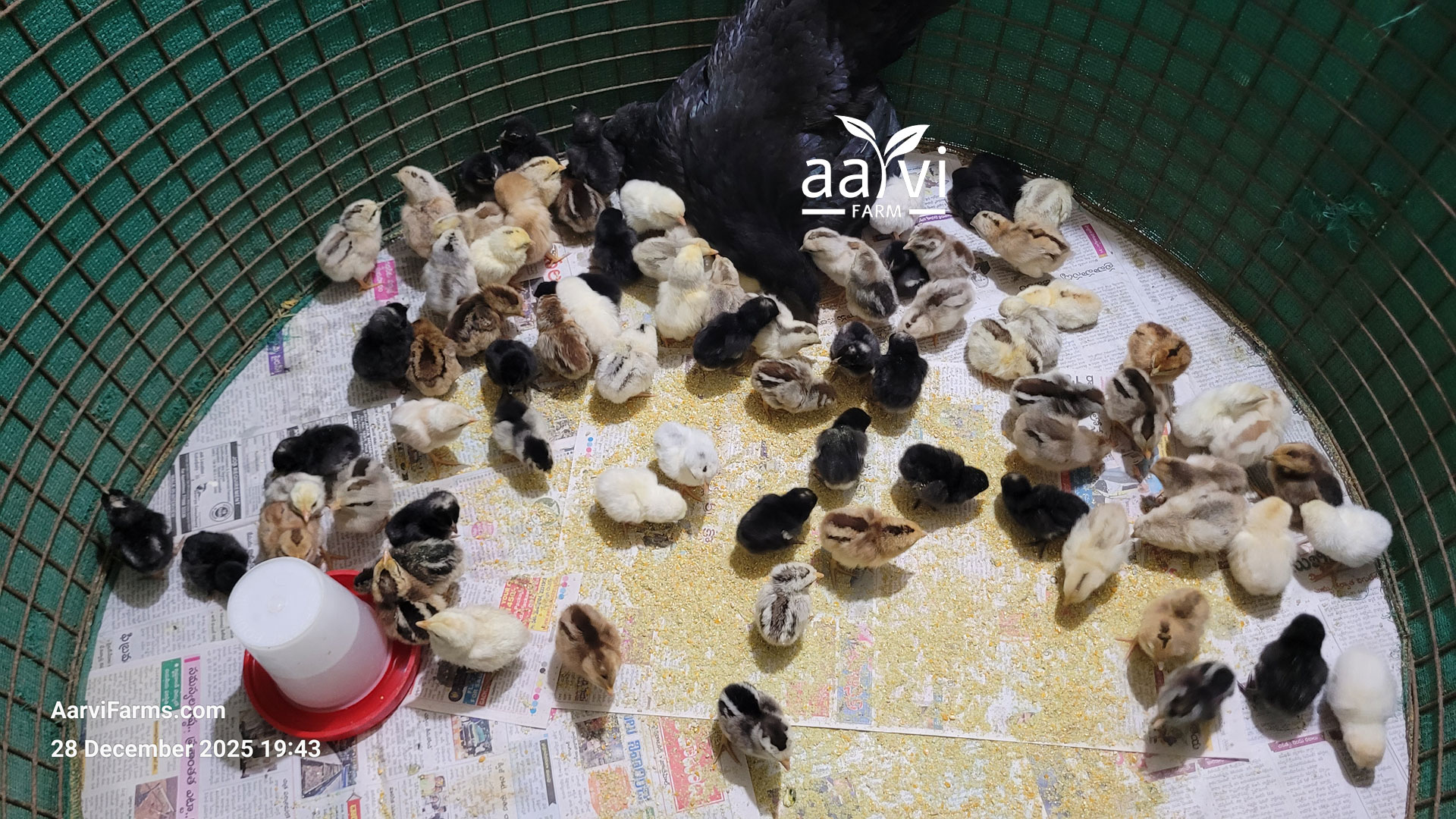 Aarvi Farm's Village Chicks