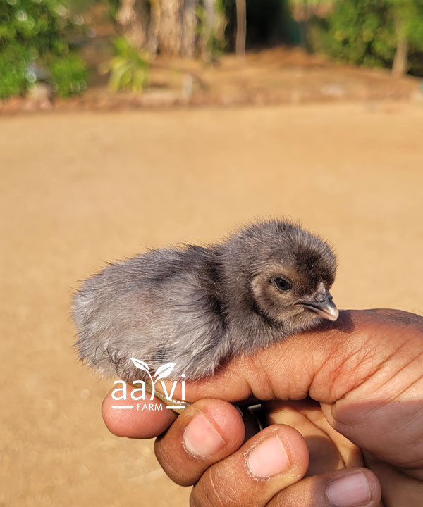 Aarvi Farm's Natukodi Chick