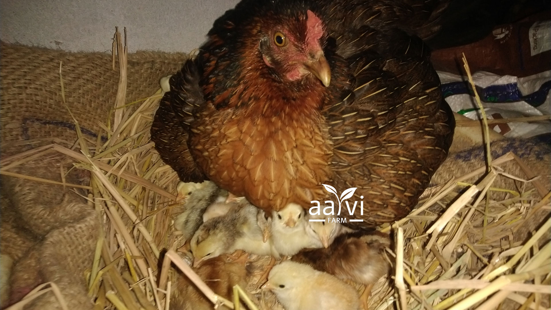 Aarvi Farm's Chicks