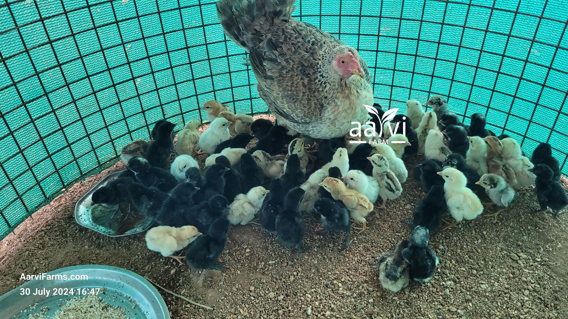 Aarvi Farm's Natukodi Chicks