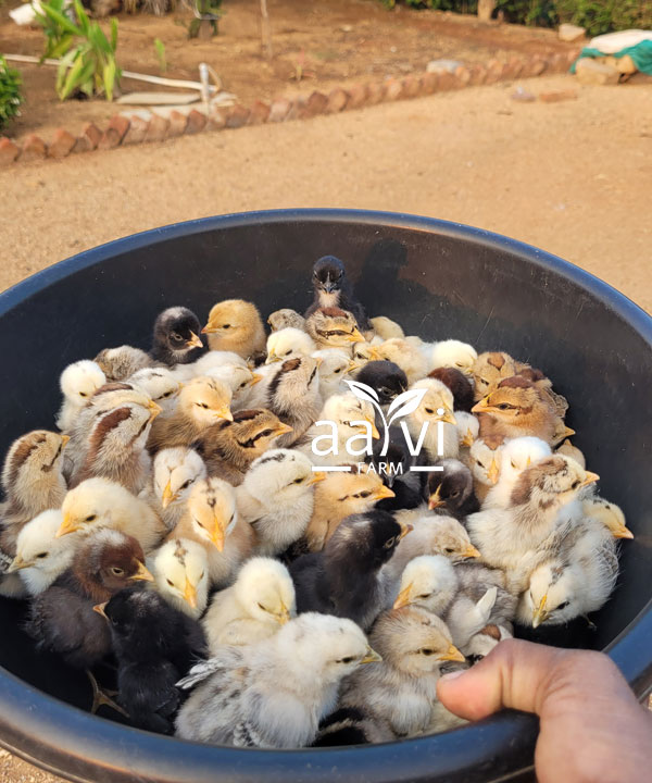Aarvi Farm's Native Country Chicks