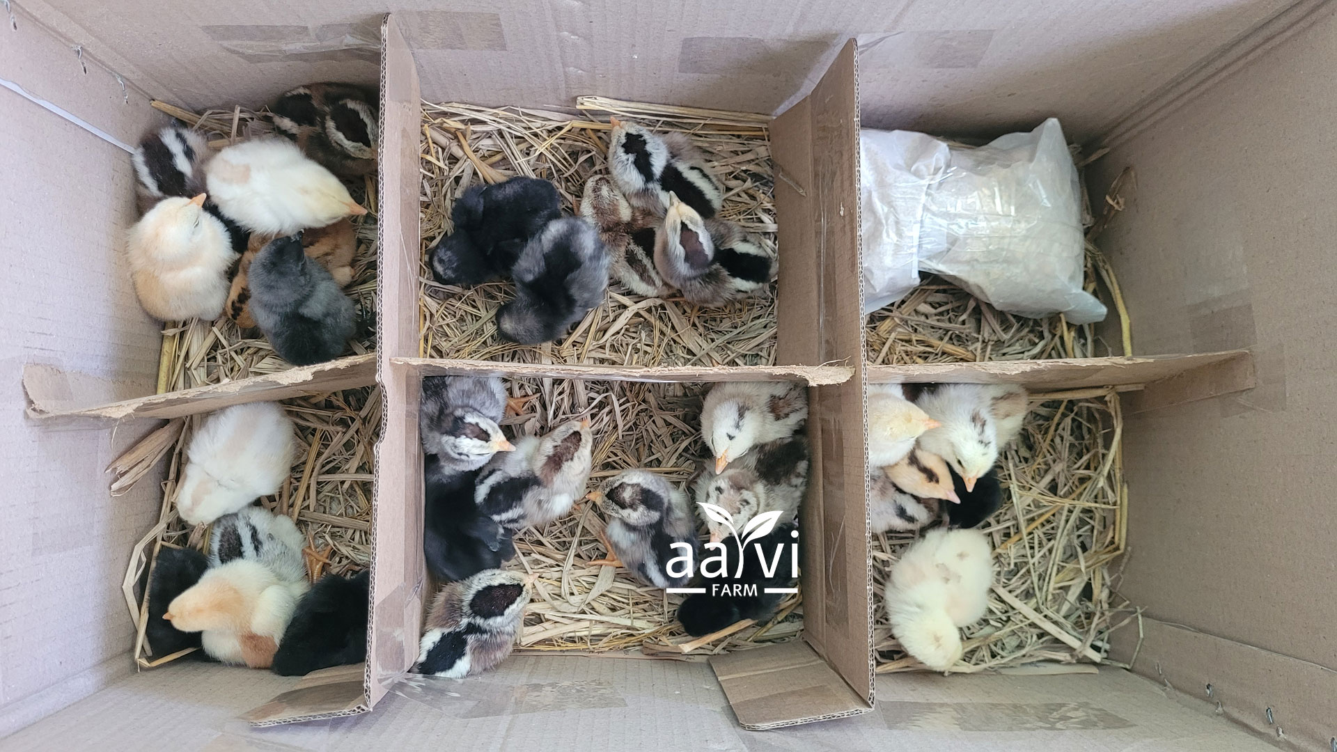Aarvi Farm's Local Natukodi Chicks