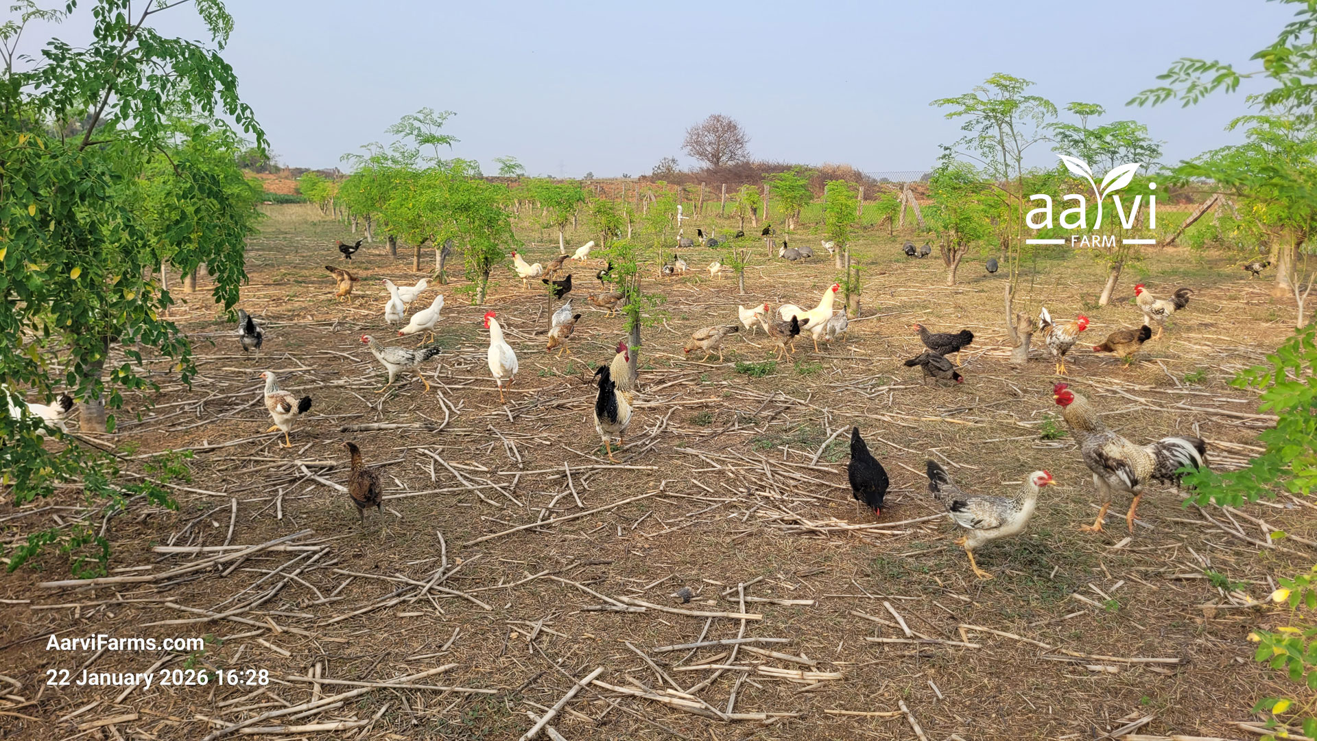 Aarvi Farm's Free Range Chickens