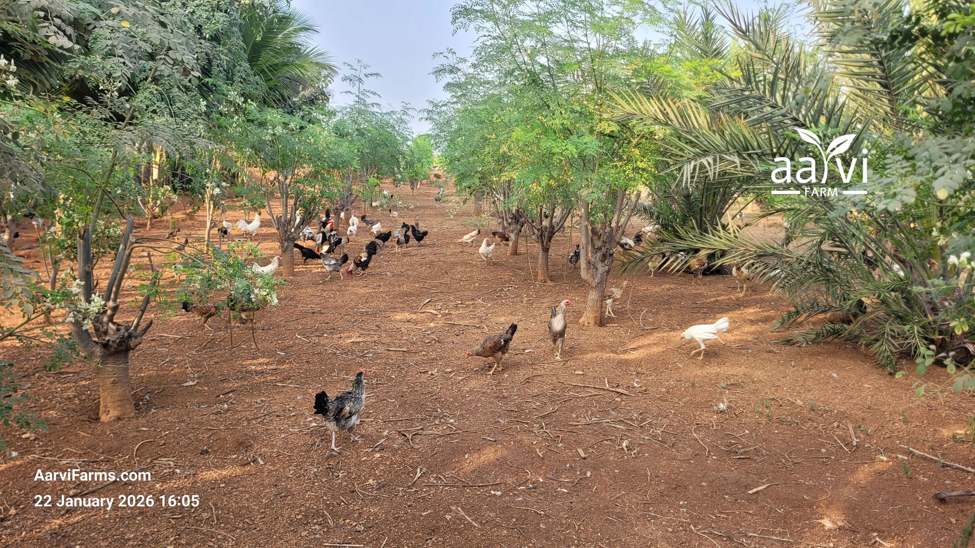 Aarvi Farm's Moringa Chickens