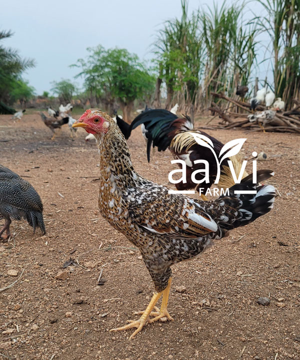 Aarvi Farm's Natukodi