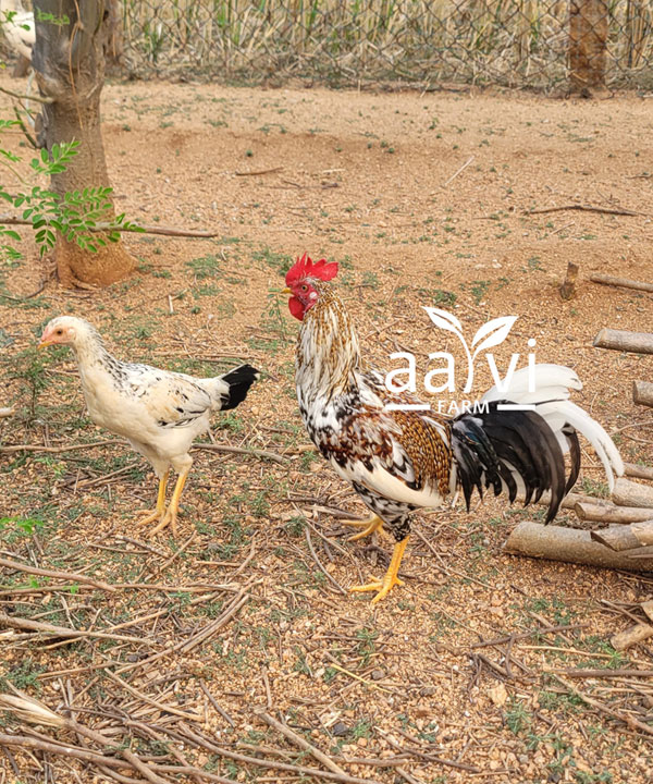 Aarvi Farm's Village Natukodi