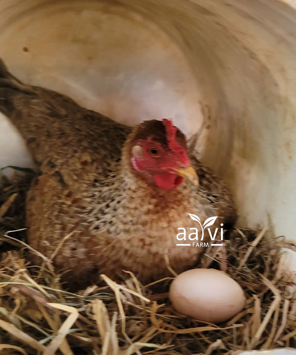 Aarvi Farm's Natukodi