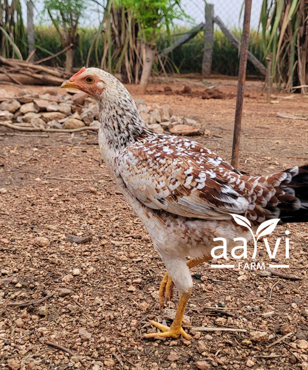 Aarvi Farm's Natukodi