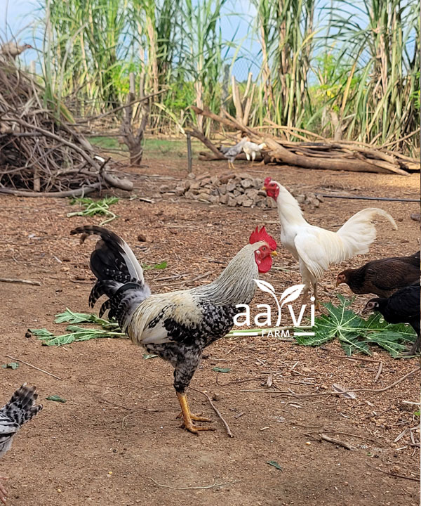 Aarvi Farm's Local Country Rooster