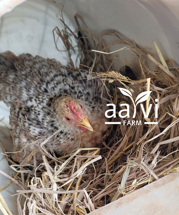 Aarvi Farm's Natukodi