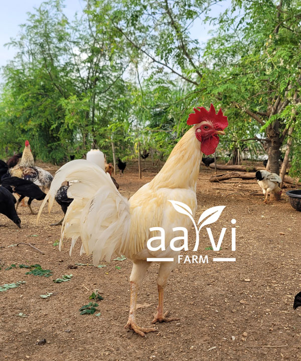 Aarvi Farm's Natukodi Punju