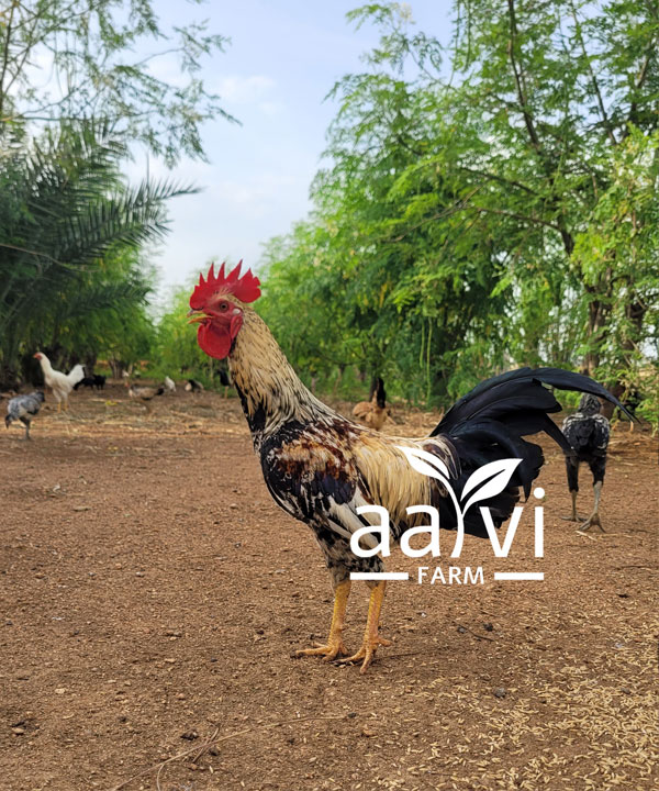 Aarvi Farm's Natukodi Rooster