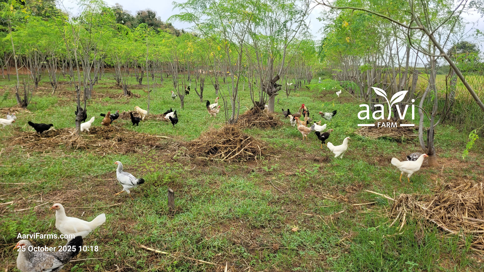 Aarvi Farm's Pasture Raised Chickens